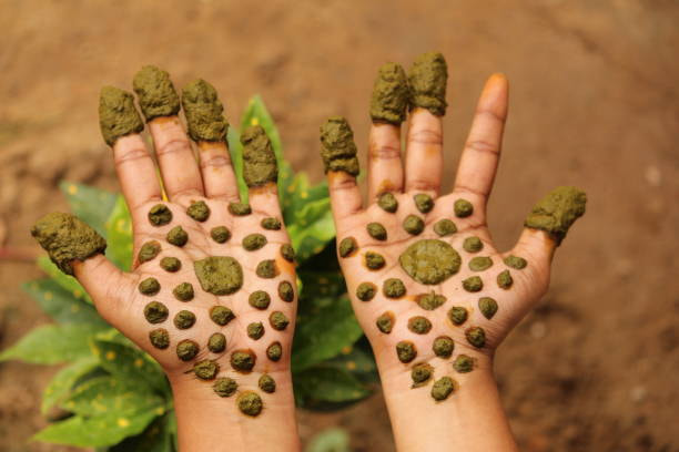 تصویر 4 از حنا سدری طبیعی با رنگ ماندگار و تاثیر تقویتی روی مو